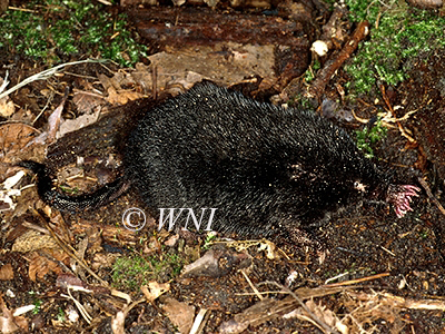 Star-nosed Mole (Condylura cristata)